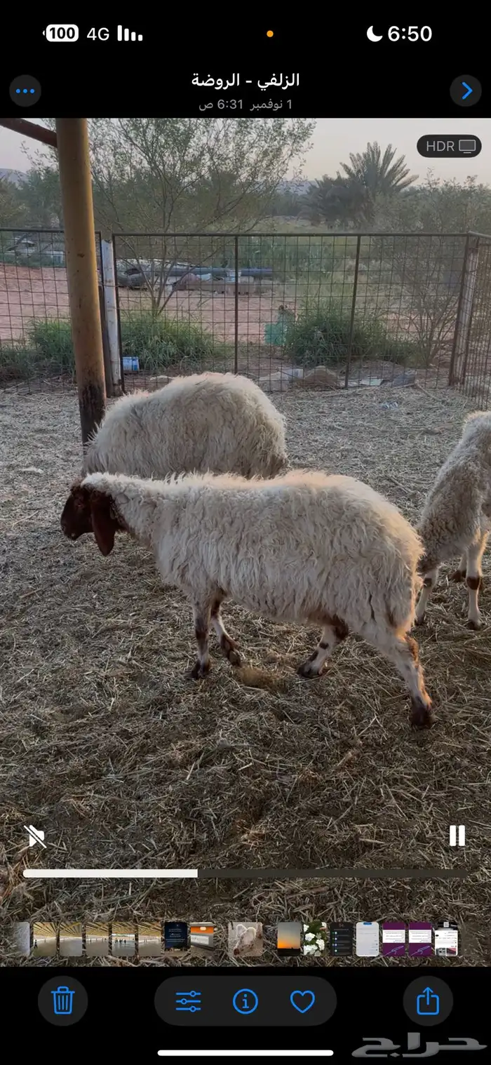 نعيميات كبار 0