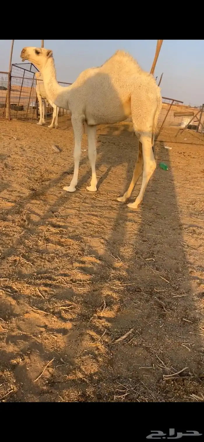 قعود طيب بالحيل 0