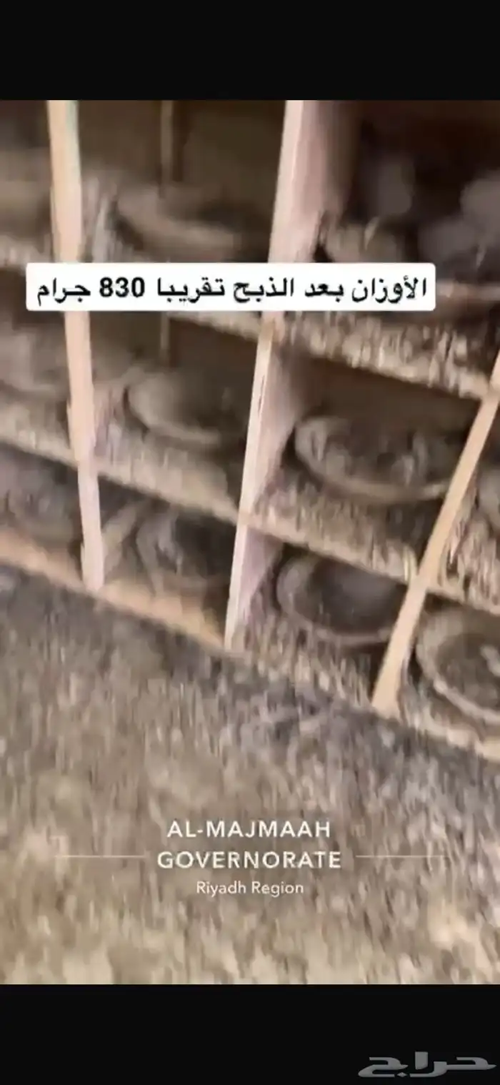 حمام سلفر فرنسي سوبر جامبو 12