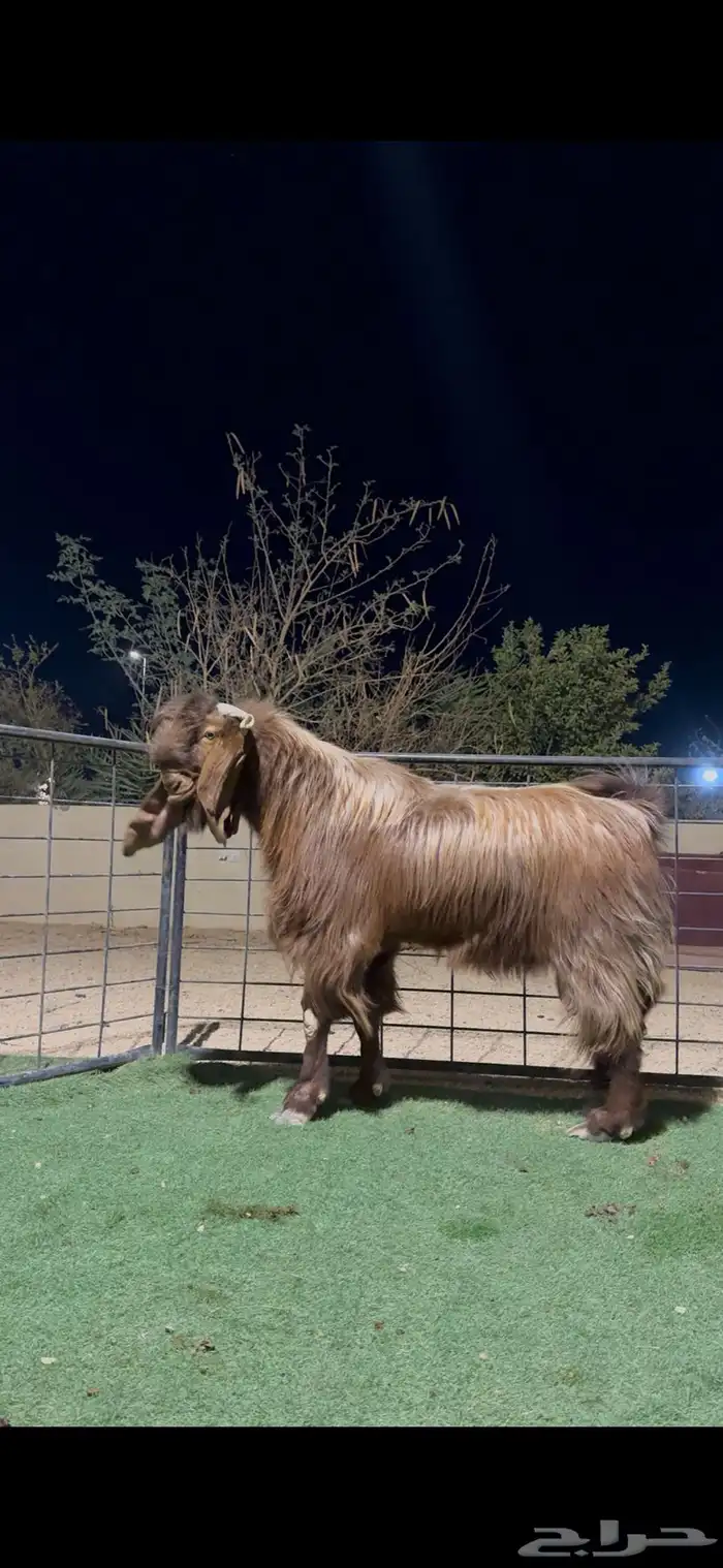 تيس فحل منتج قبرصي فاخر 2