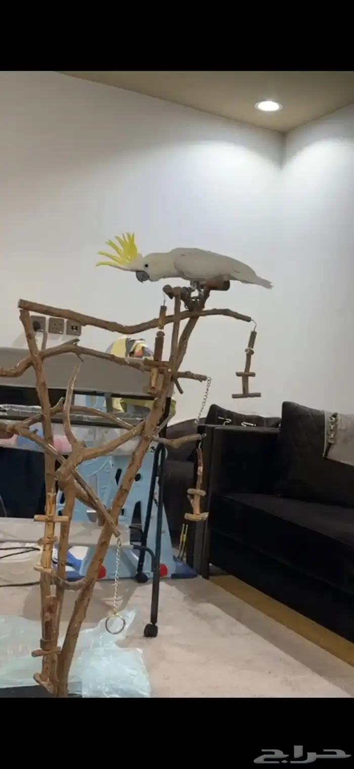 بغبغاء كوكاتو 9