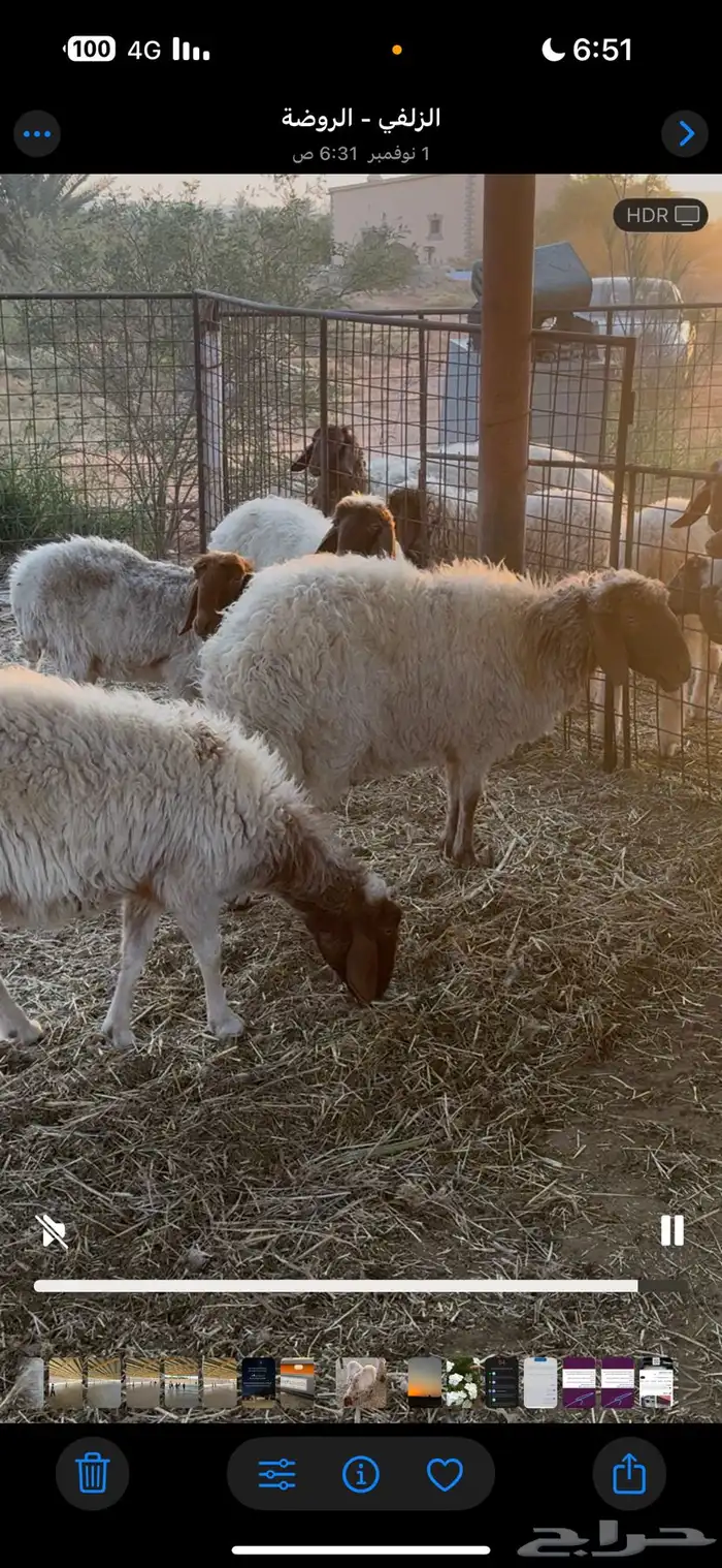 نعيميات كبار 2