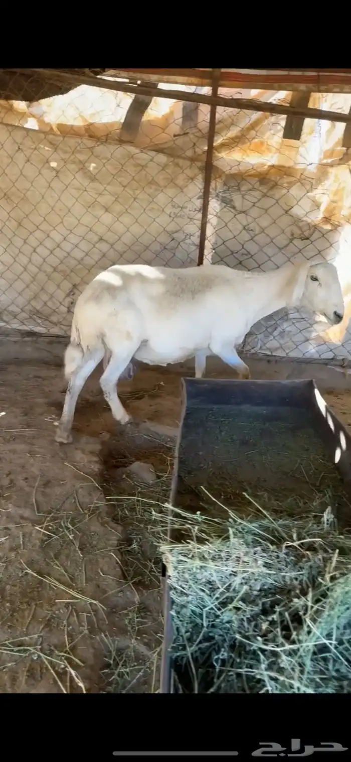 شاه تحتها رخل وخروف 3