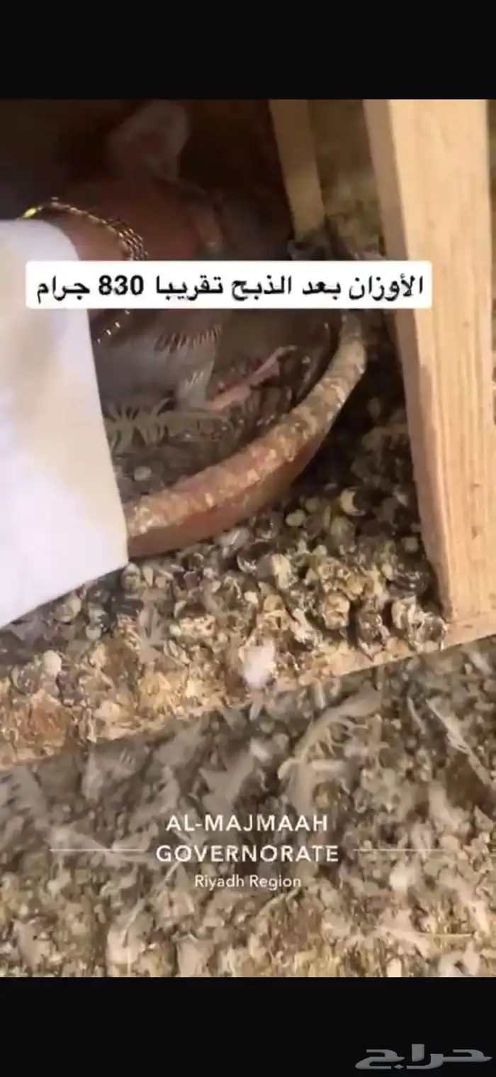 حمام سلفر فرنسي سوبر جامبو 14