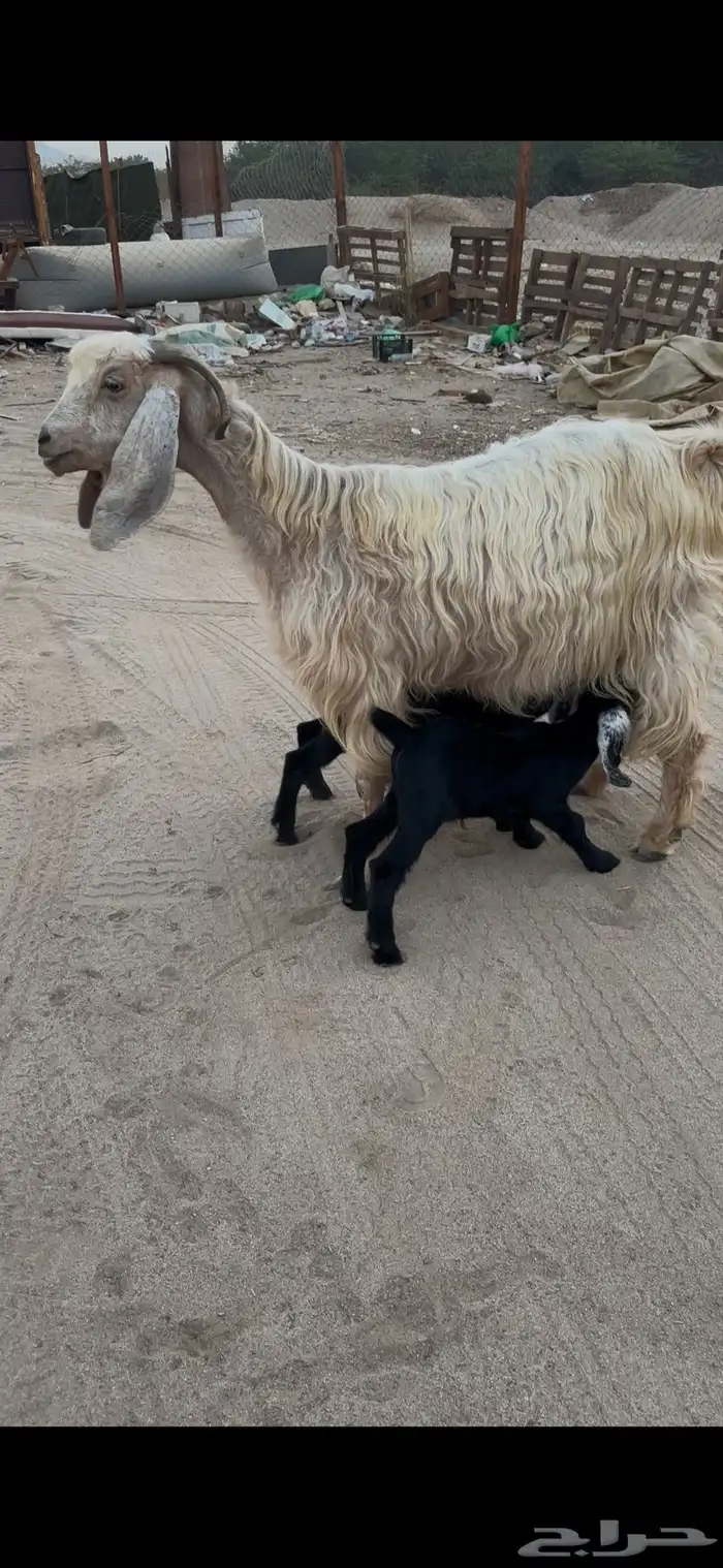 عنز مصريه فاخره والد متاومه تحتها 2 تيوس 5