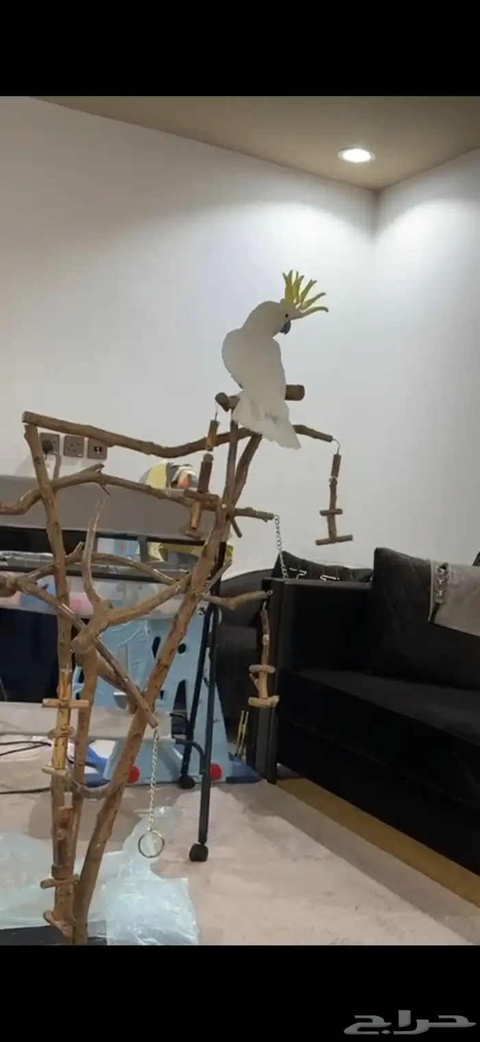 بغبغاء كوكاتو 8