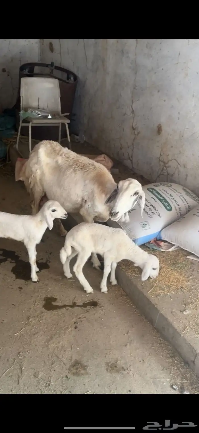 نعجه تحتها ثنتين رخال 4