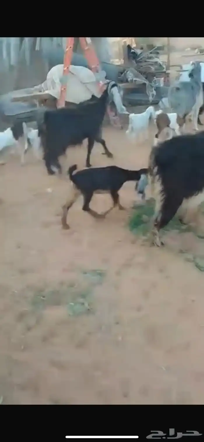 للبيع معزا متابيع 1