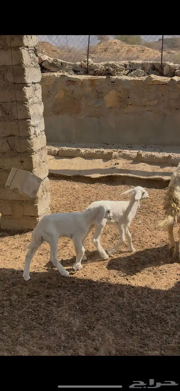 نعجه تحتها ثنتين رخال 1