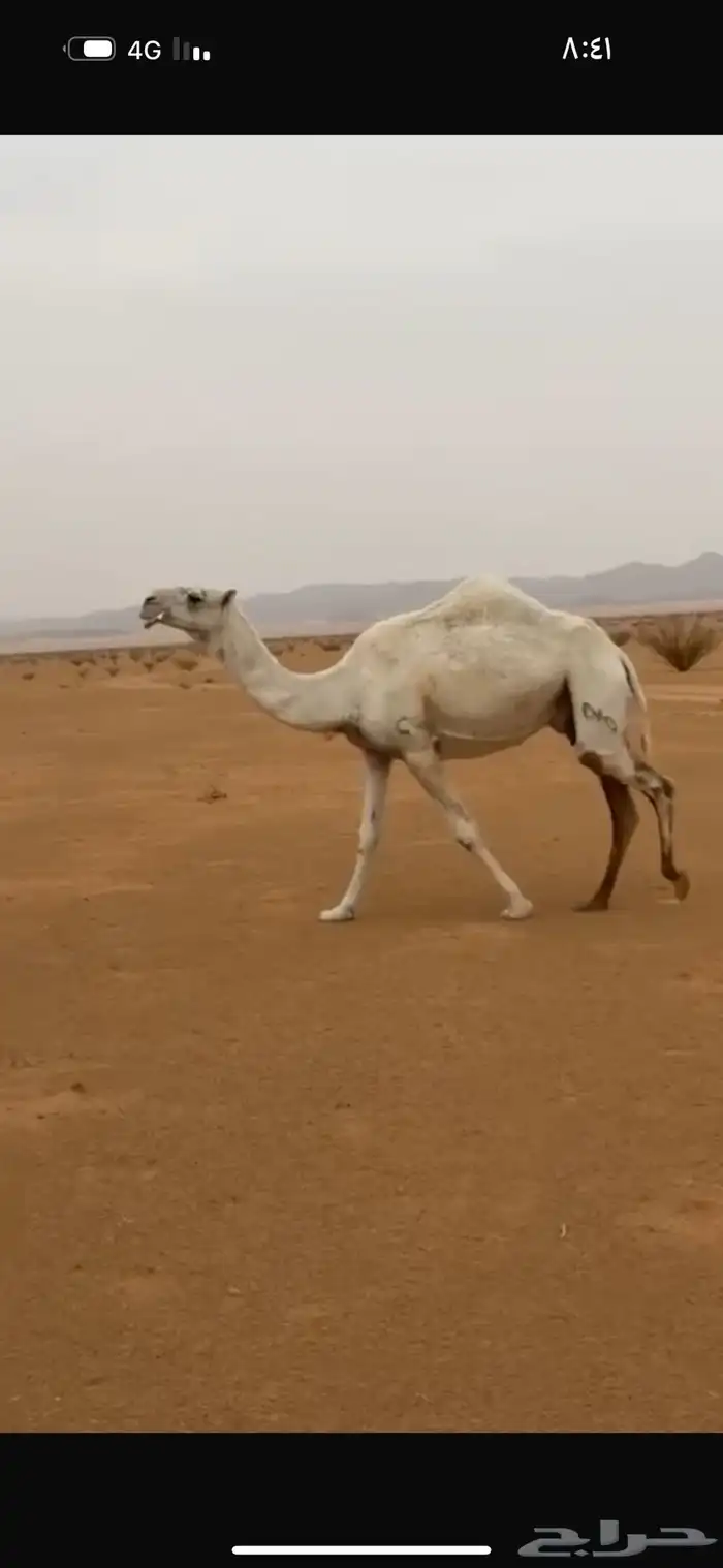 ظروبه السن ناب للبيع جنوب بيشه 4