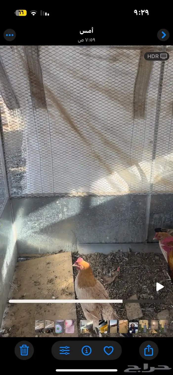 دجاج بلدي على بداية تبيض 0
