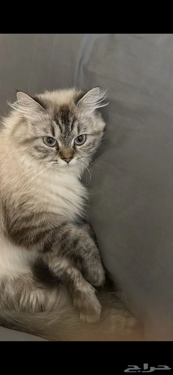 قطط للبيع 5