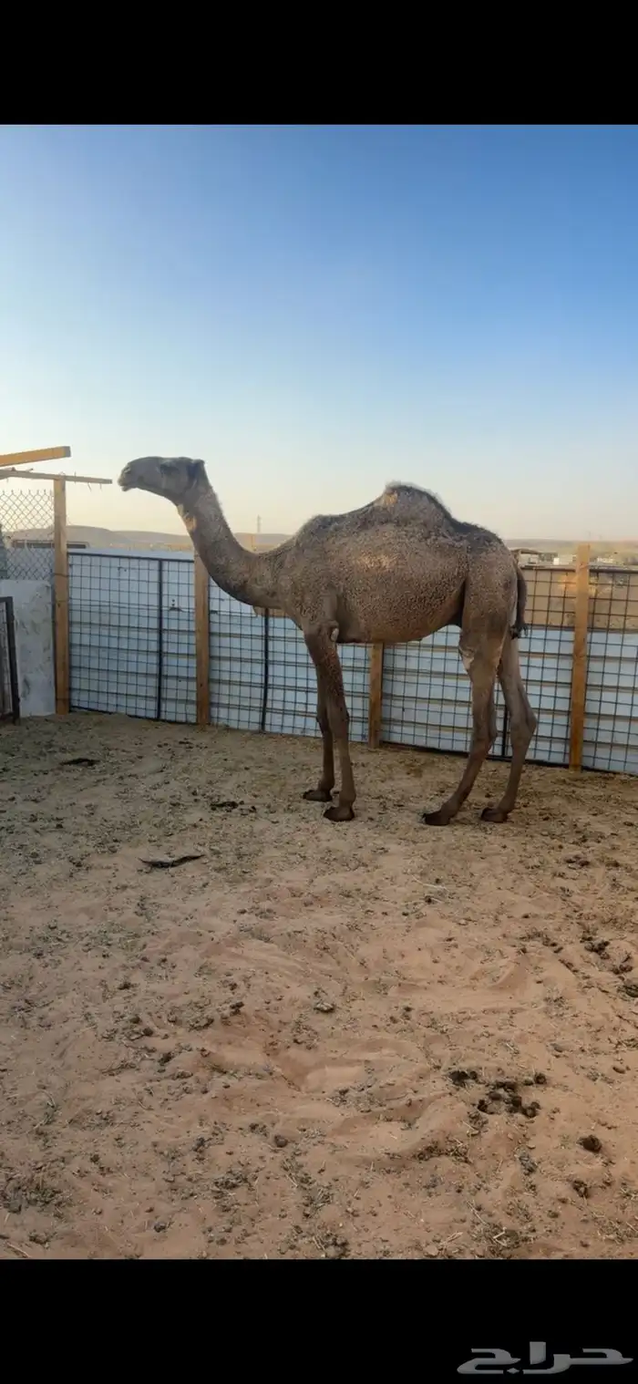 قعود اصفر دبياني 0