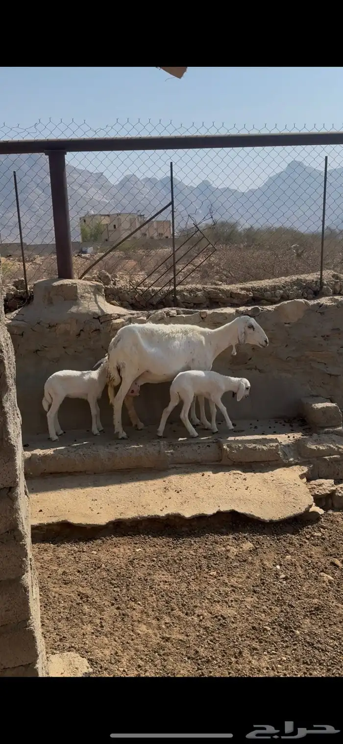 نعجه تحتها ثنتين رخال 2