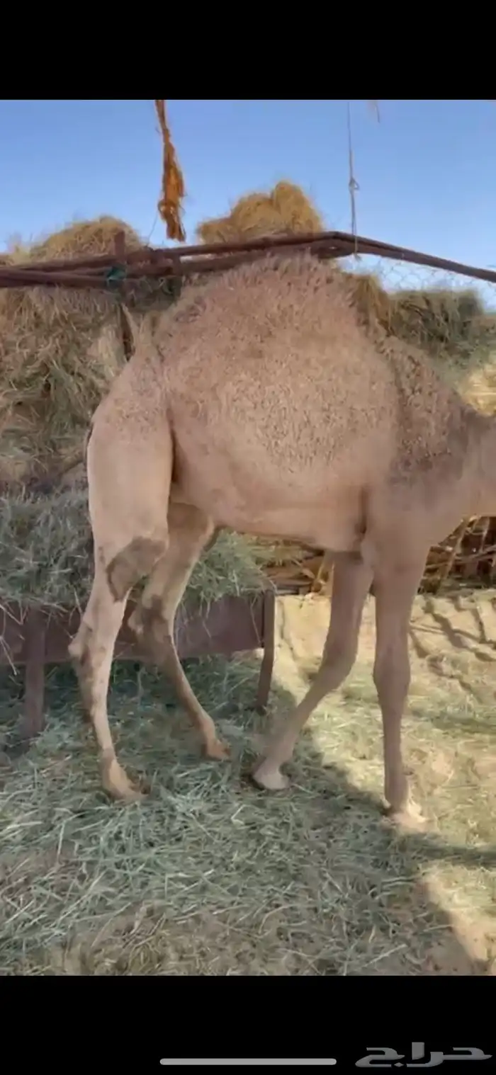 للبيع قعود مبدا كفو 2