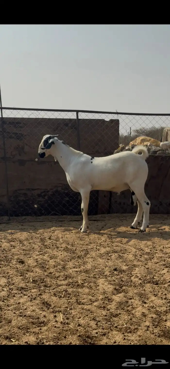 مشروع بيشي 1