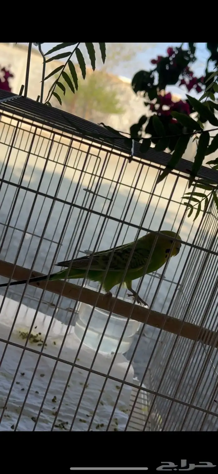 عصفوره للبيع مع قفصلها ( ما شاء الله منتجهه وجابت عيال كثير 1