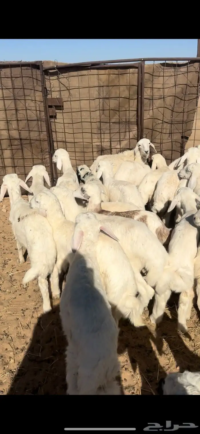 بهم حري السوم 870 2