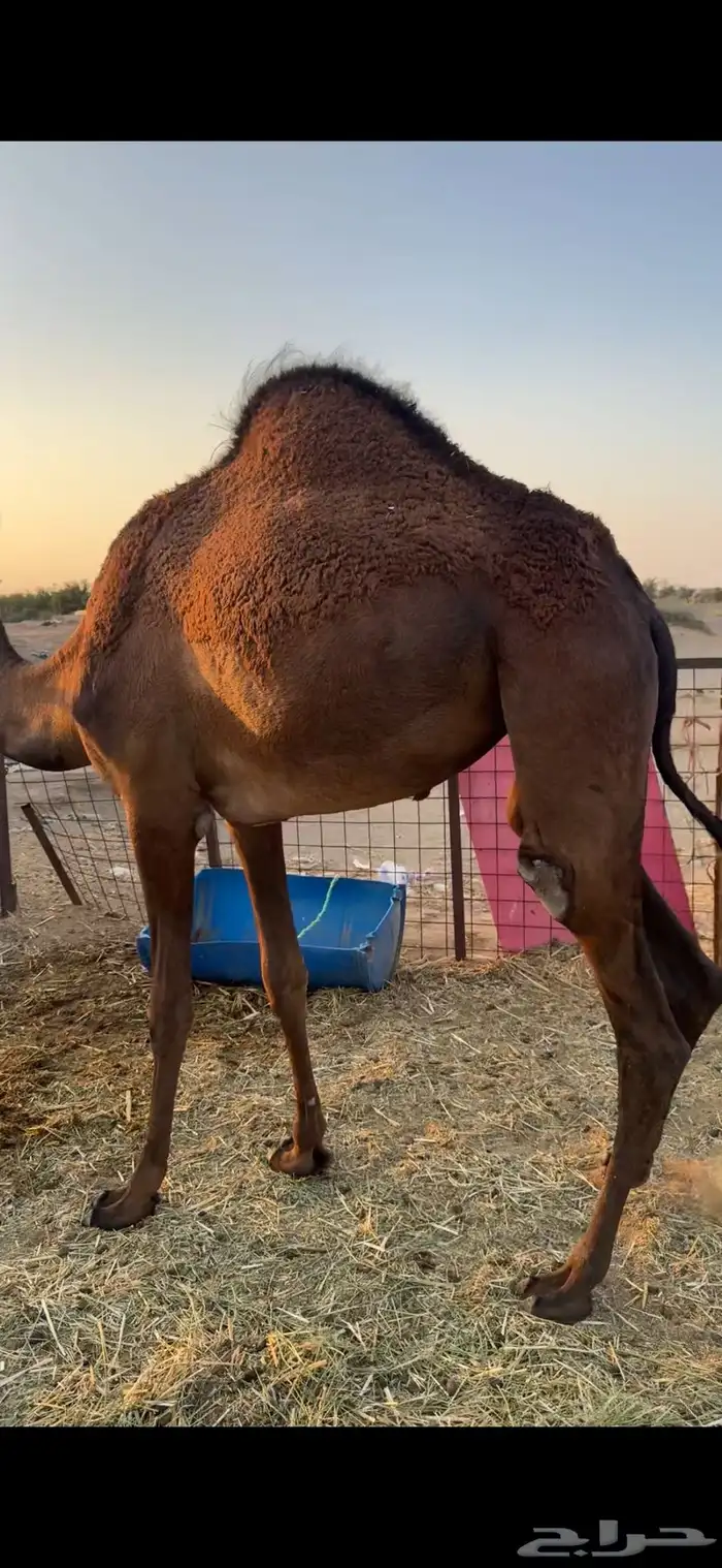 بكره حمراء وتب 0