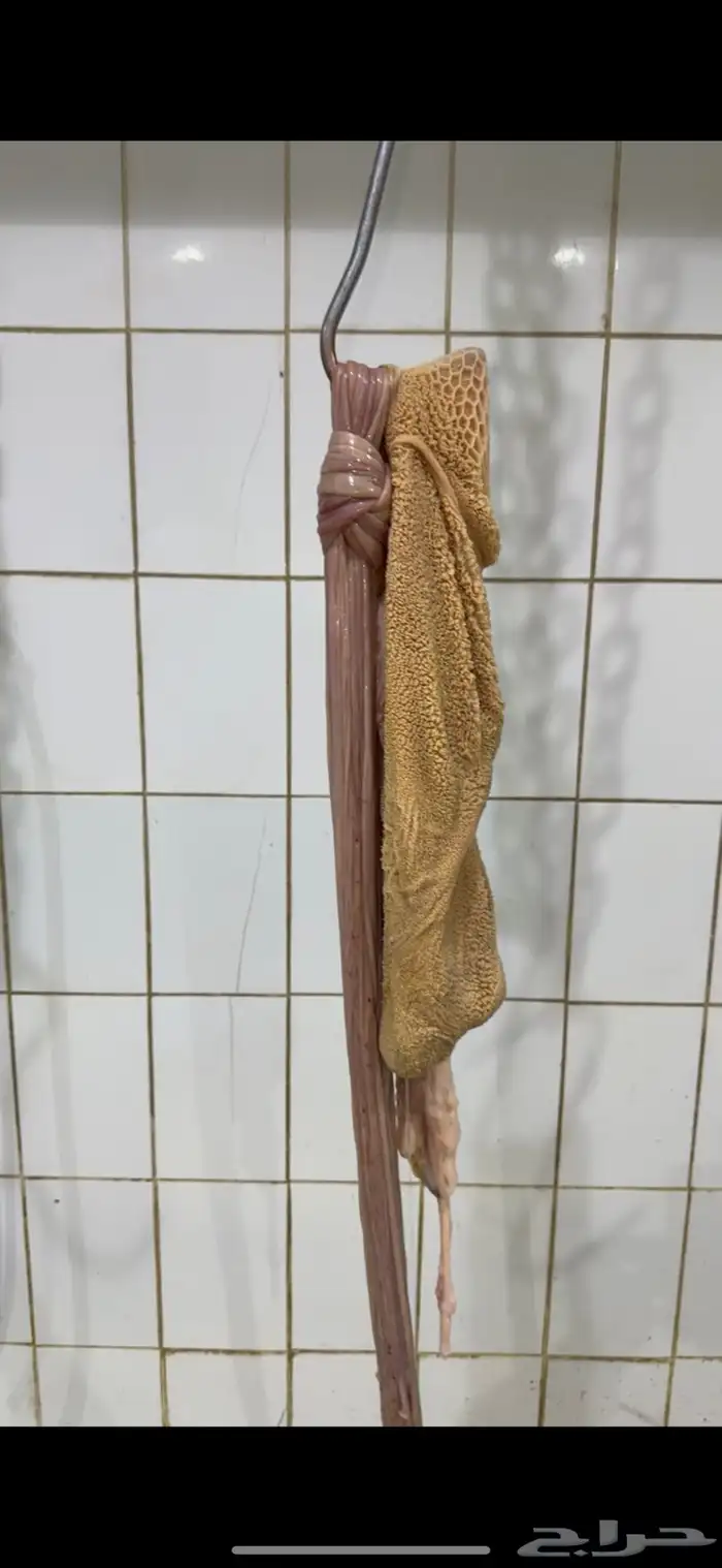 ذبايح فاخرة 3