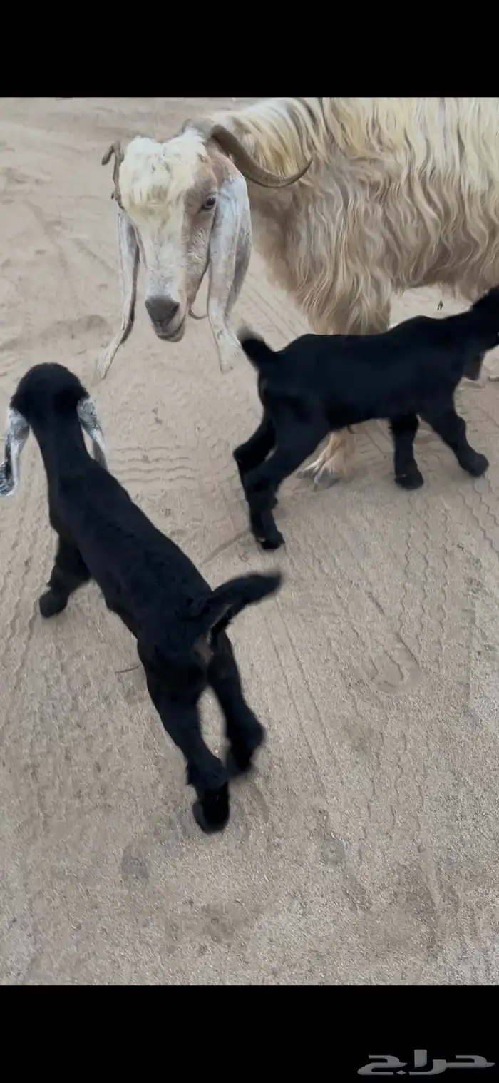 عنز مصريه فاخره والد متاومه تحتها 2 تيوس 4