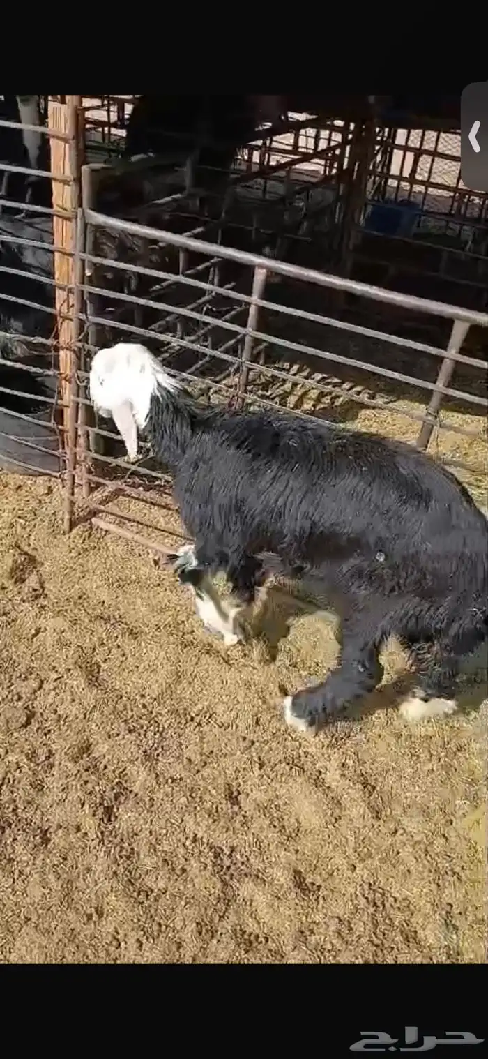 للبيع تيوس اثنين عمارهن شهرين ونص الا ثلاث اشهر ورخله 7