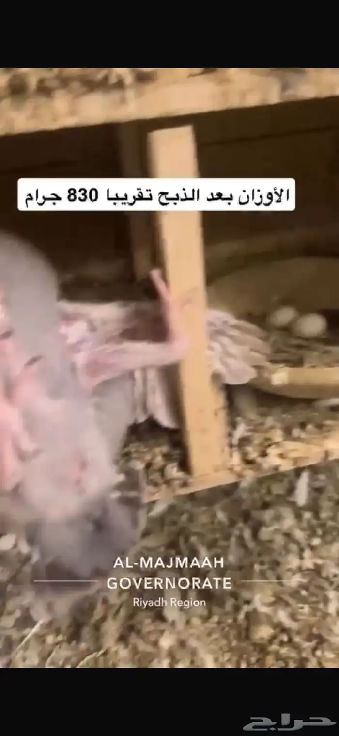 حمام سلفر فرنسي سوبر جامبو 17