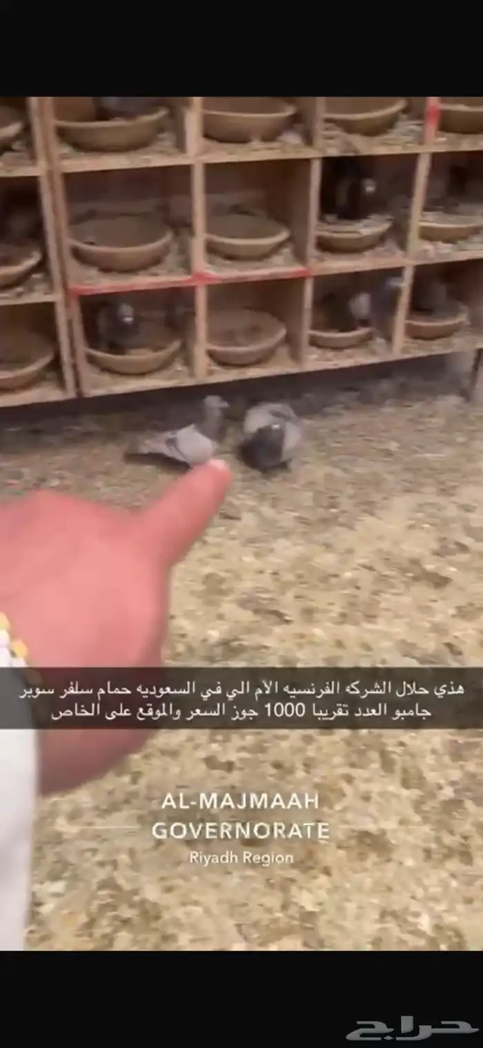 حمام سلفر فرنسي سوبر جامبو 4