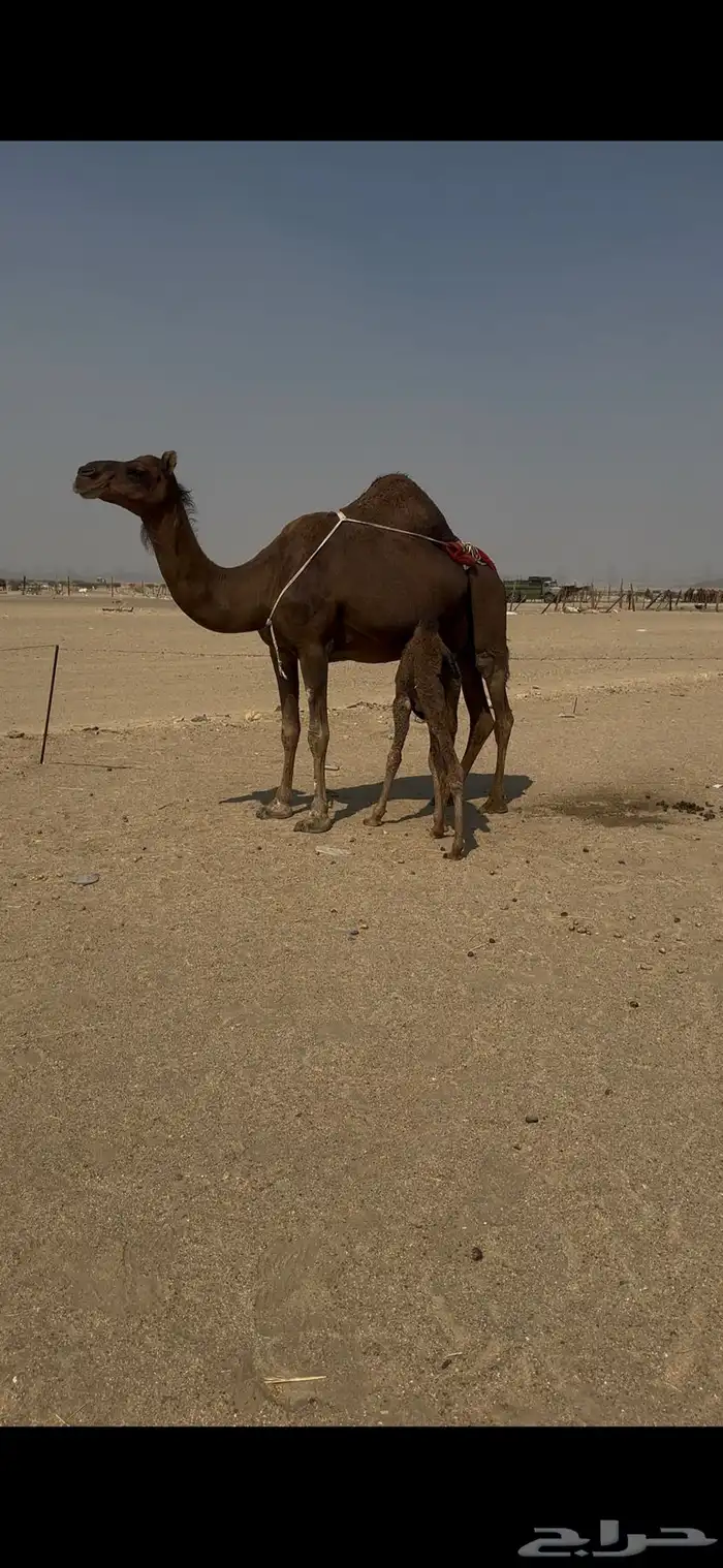 خلفه ساحليه مصغر معها بكره 3