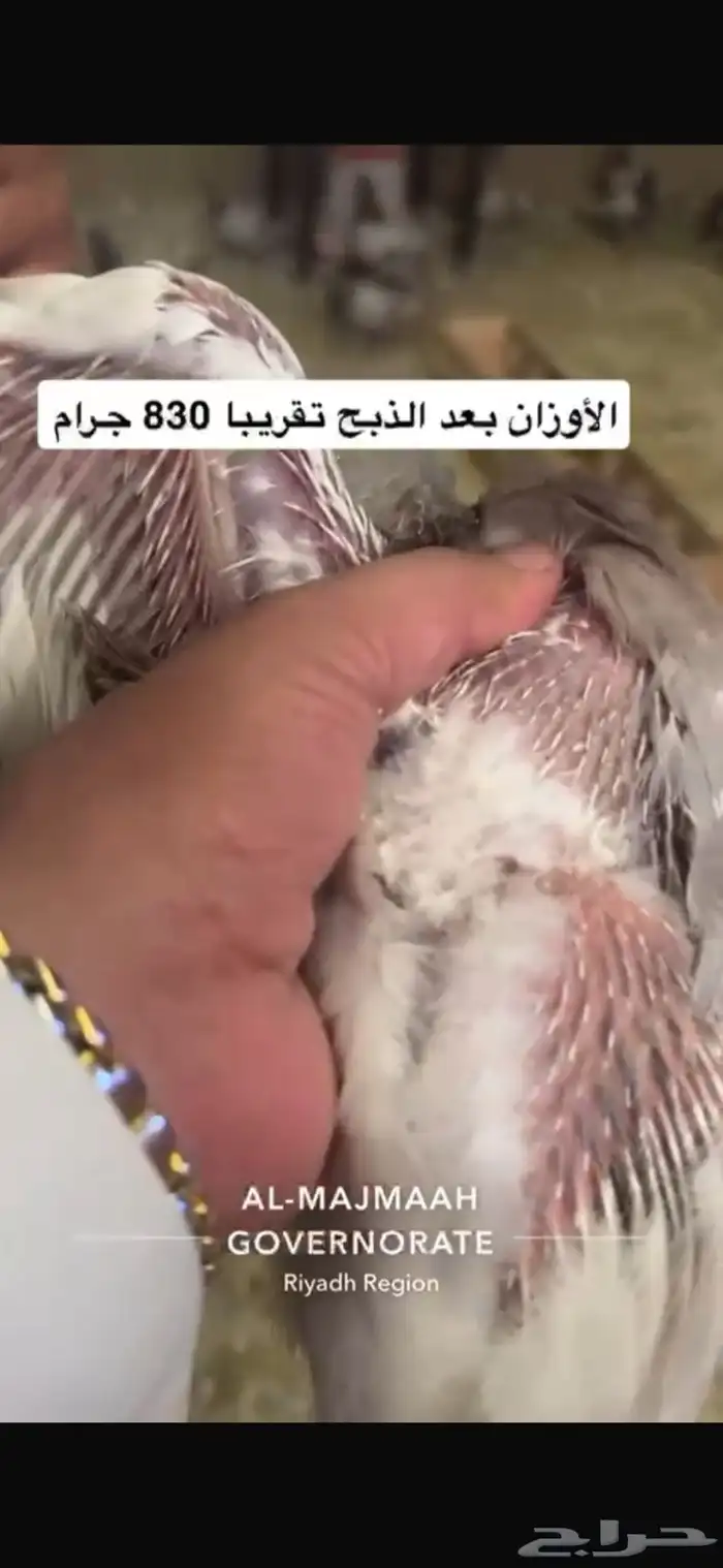 حمام سلفر فرنسي سوبر جامبو 10