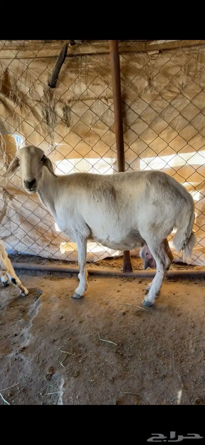 شاه تحتها رخل وخروف 2