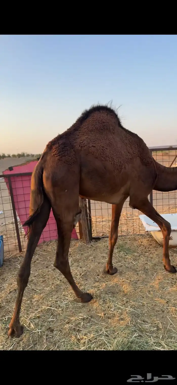 بكره حمراء وتب 1