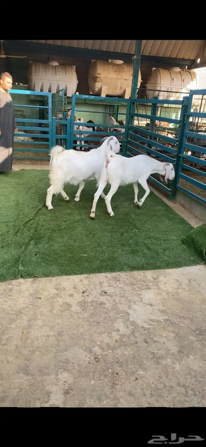 هجين يورقت بيض دفيع 1