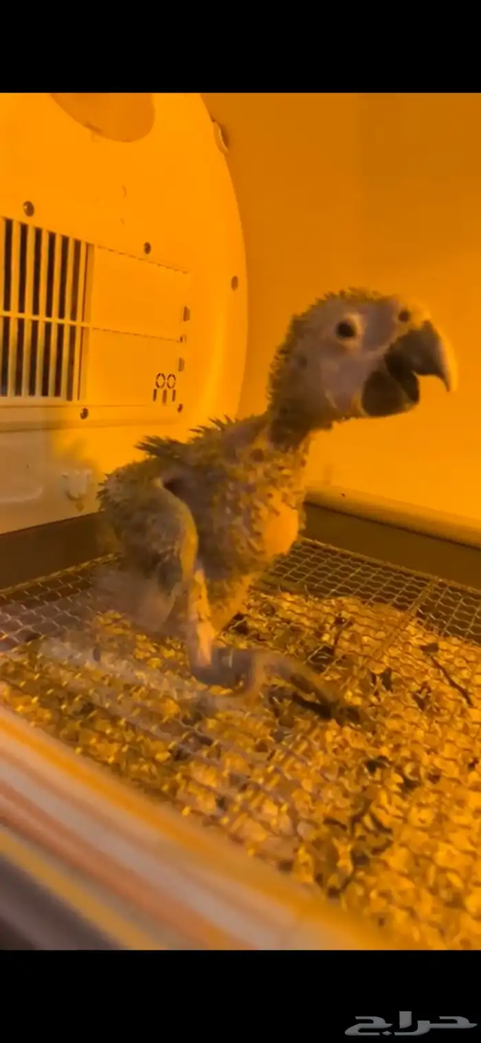 فرخ مكاو شامروخ 12