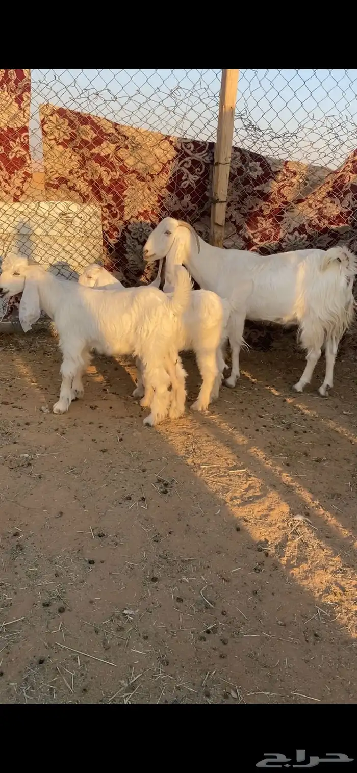 عارضيه متبع 7