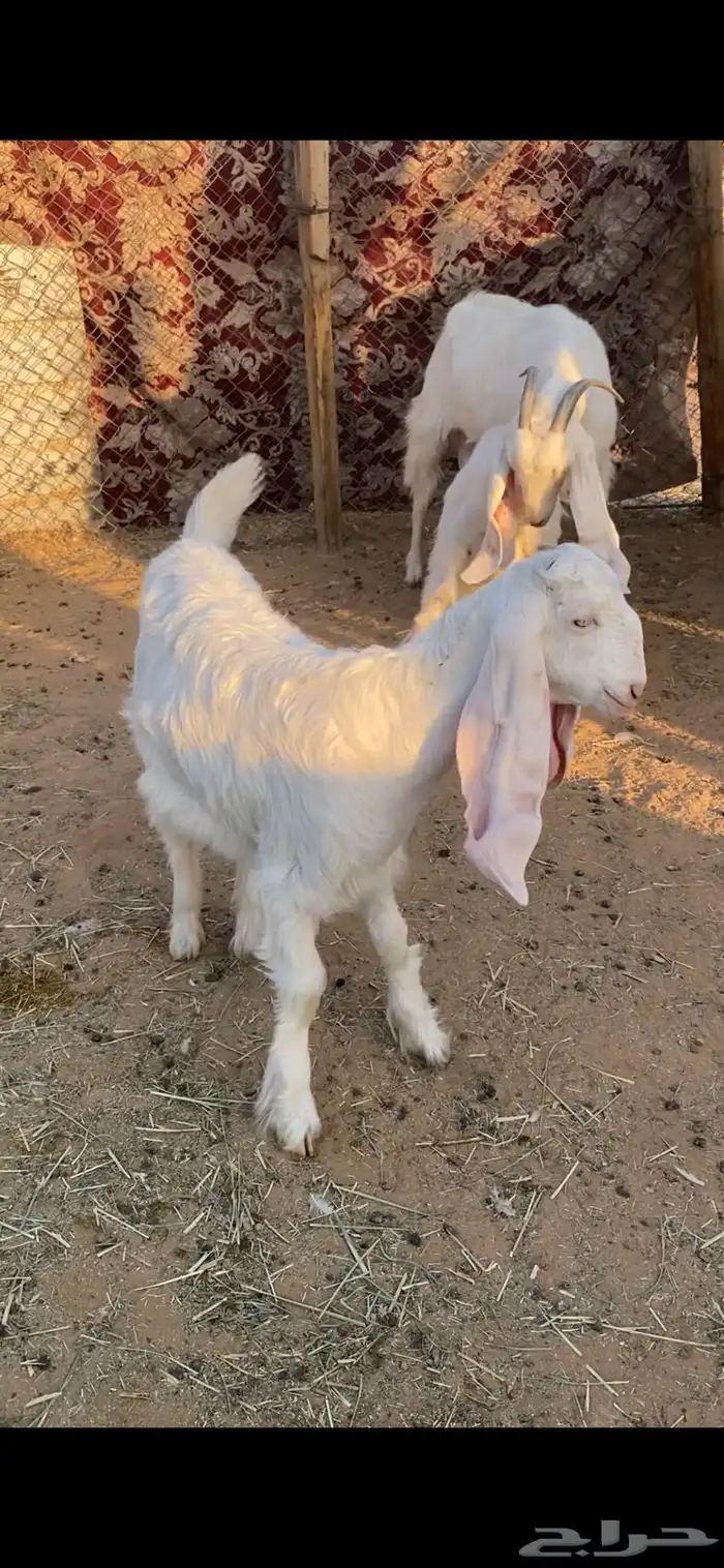 عارضيه متبع 4