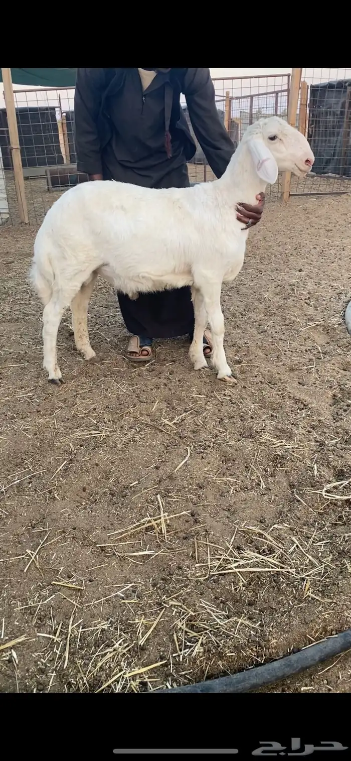 طليان برص حريات نوادر وصنف الصنف 5