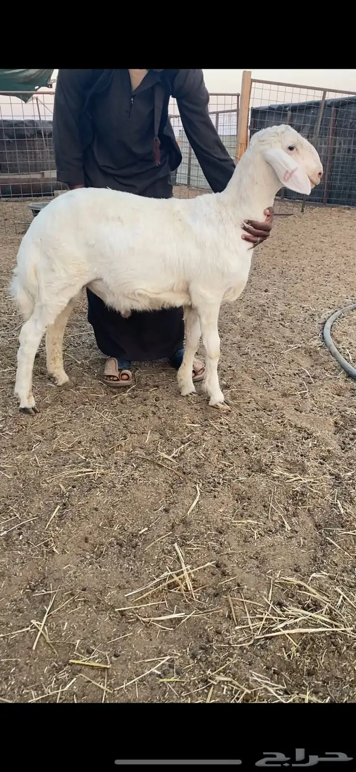 طليان برص حريات نوادر وصنف الصنف 6