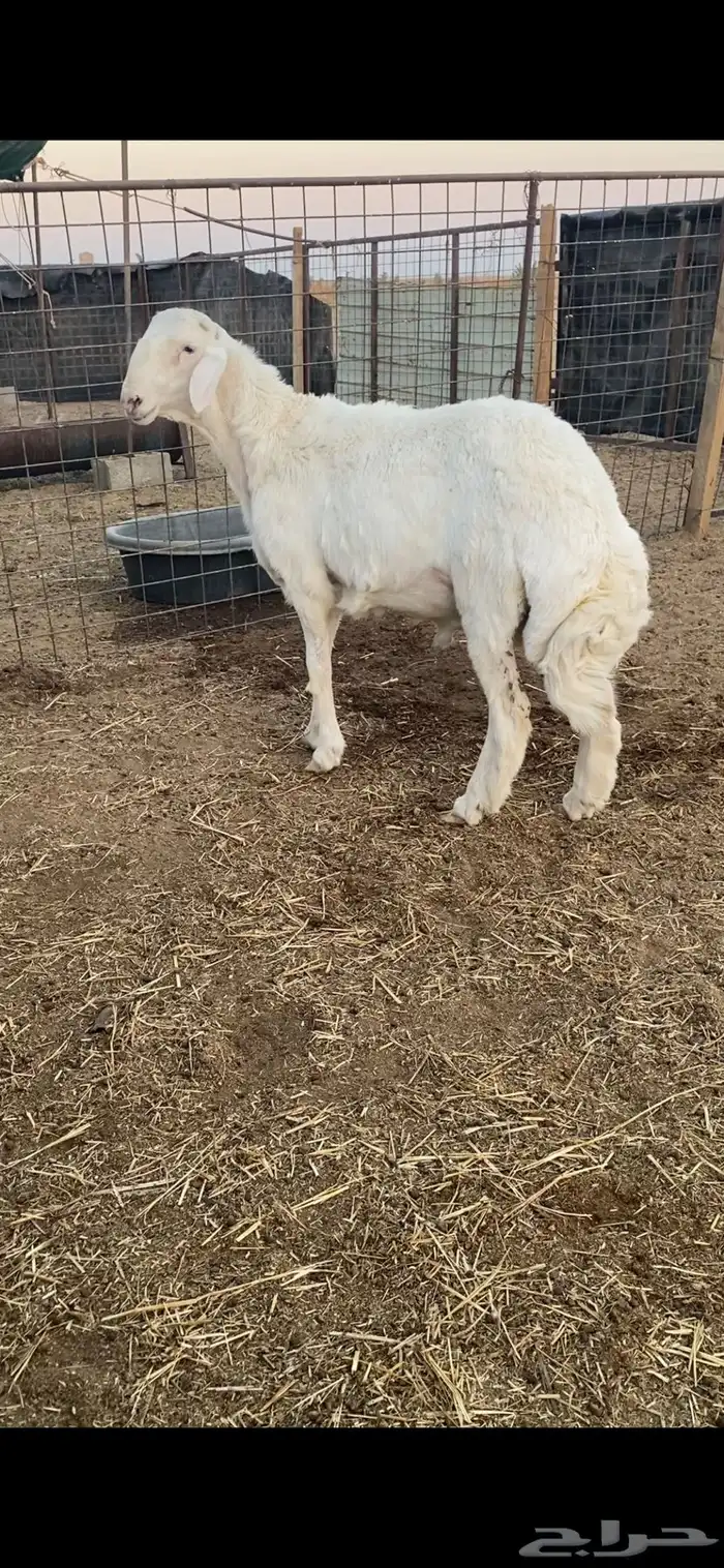 طليان برص حريات نوادر وصنف الصنف 1