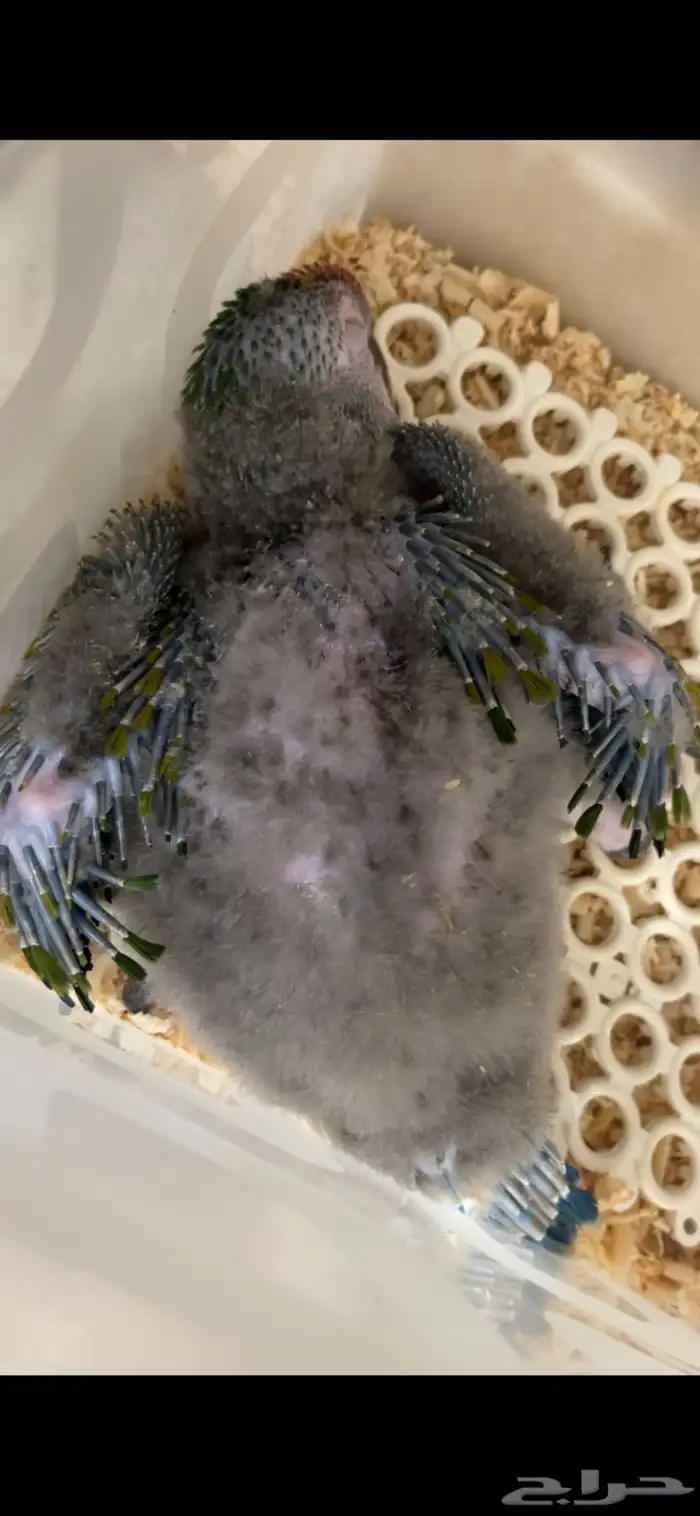 فرخ مكاو شامروخ 11