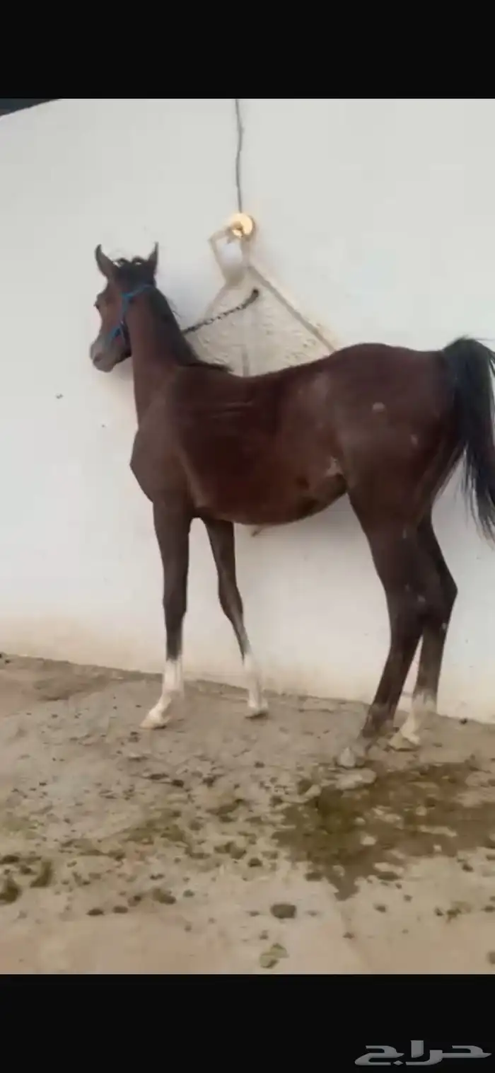 مهر كفو عمره سبع شهور ابي عناد الرشيم امه متوجده عندي 1