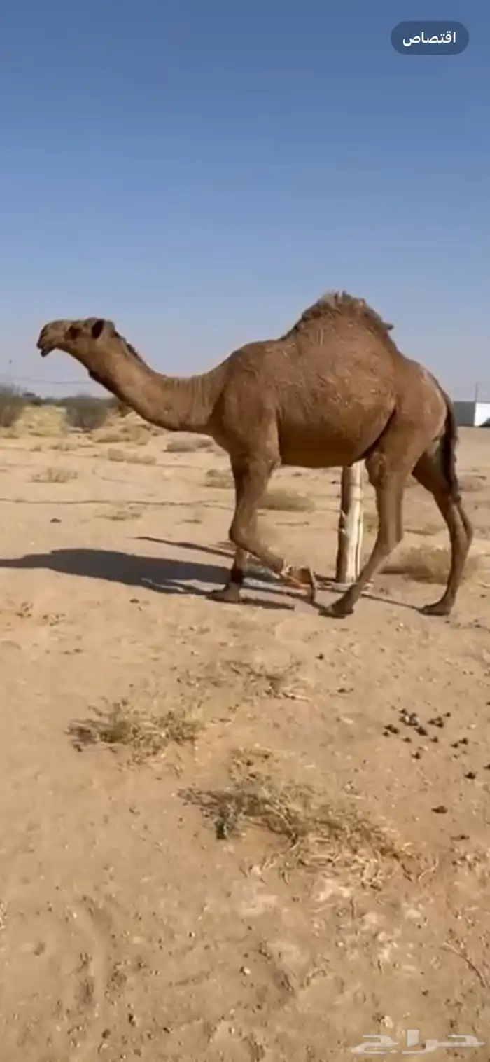 قعود اصغر دبياني 1