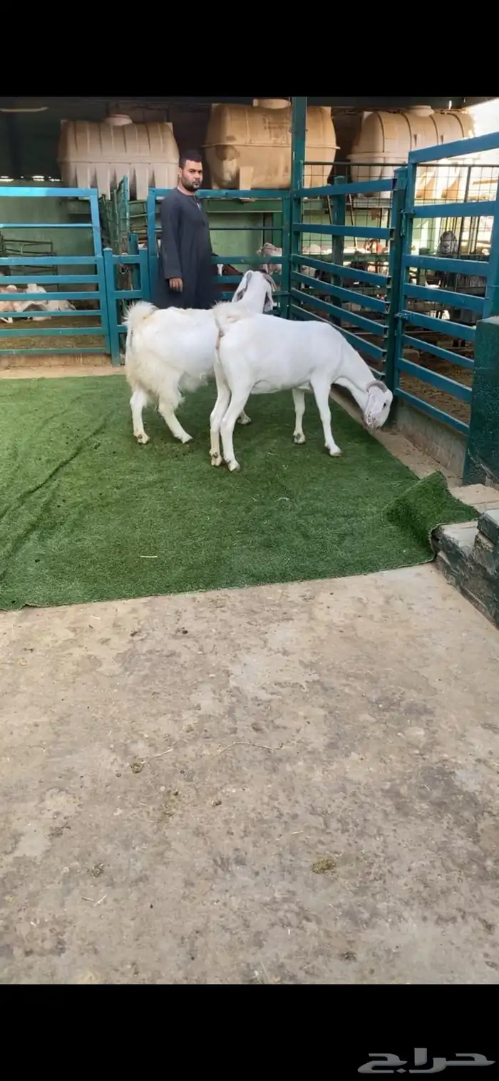 هجين يورقت بيض دفيع 0