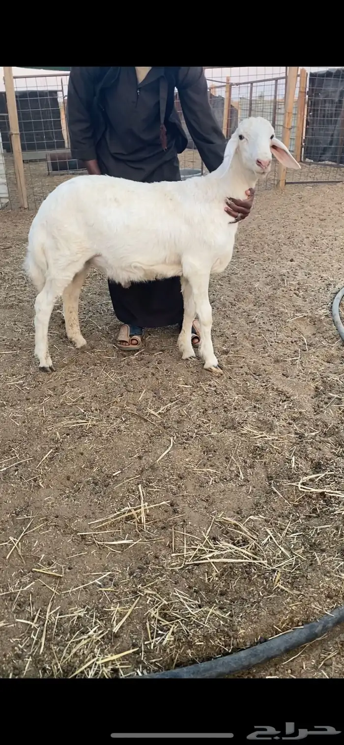 طليان برص حريات نوادر وصنف الصنف 4