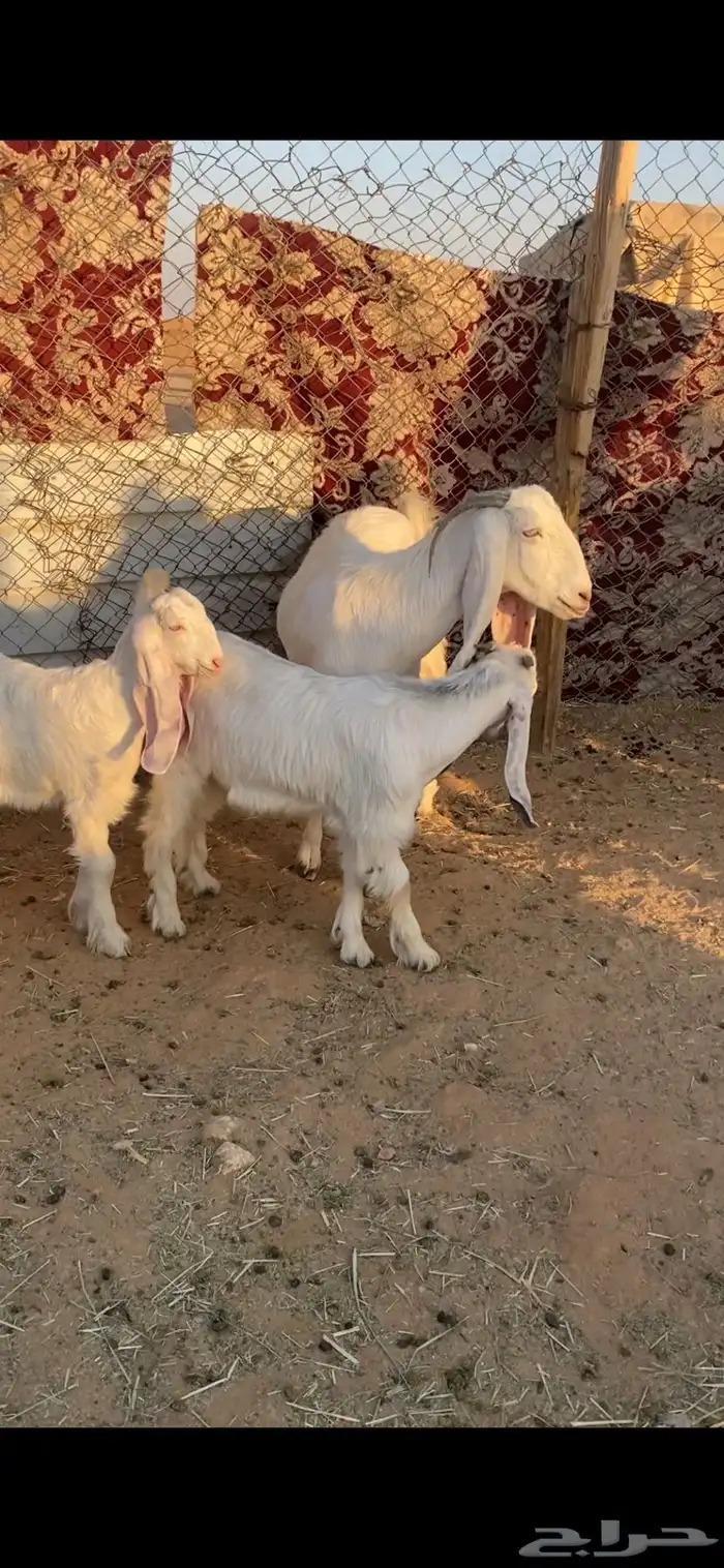 عارضيه متبع 2