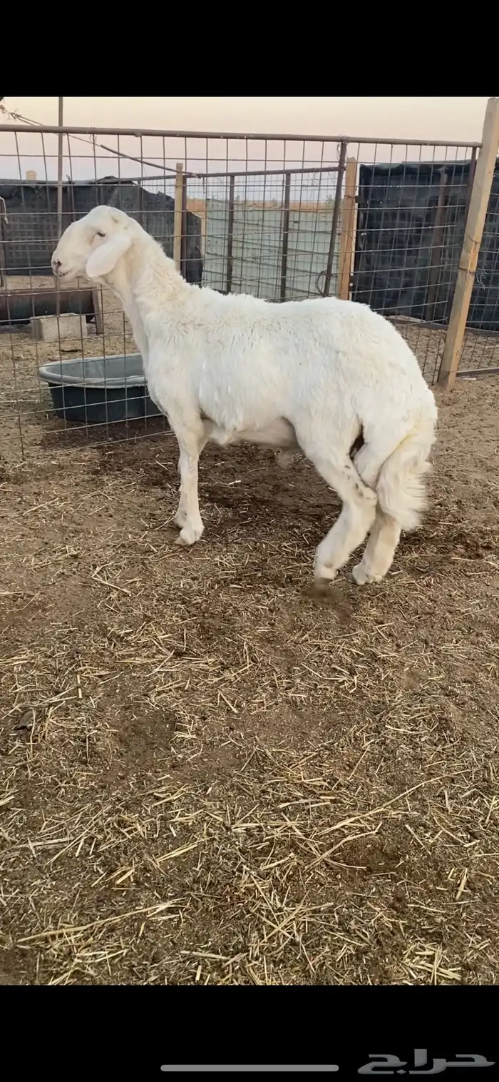 طليان برص حريات نوادر وصنف الصنف 2