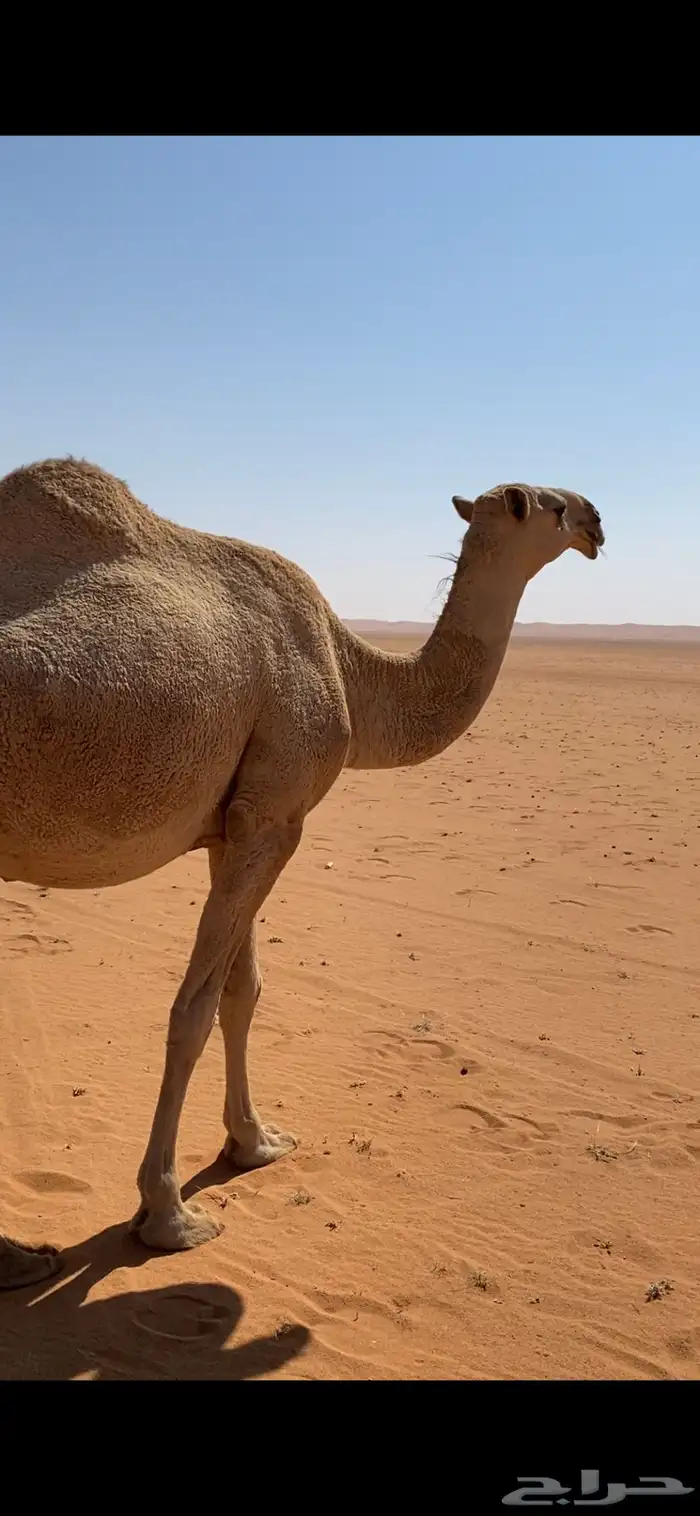 بكرة لقحه شقحاء 1