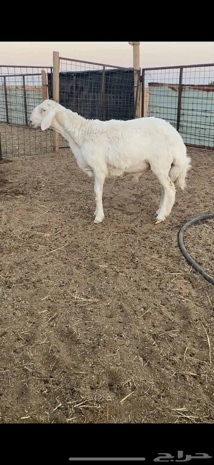 طليان برص حريات نوادر وصنف الصنف 9