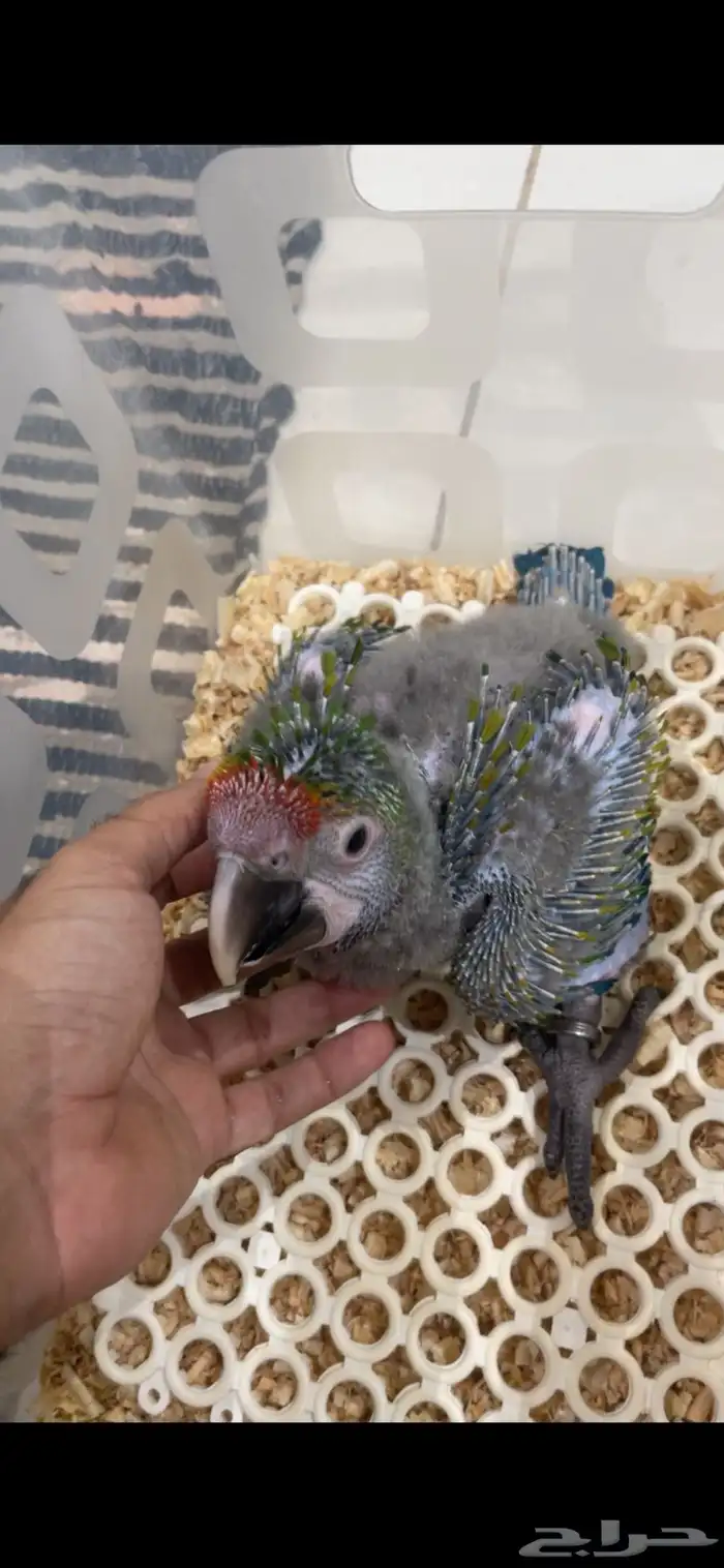 فرخ مكاو شامروخ 10