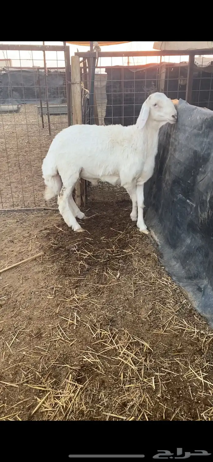 طليان برص حريات نوادر وصنف الصنف 3